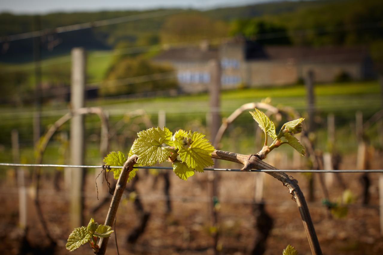 Les Maisons Vigneronnes Ozenay Exterior foto